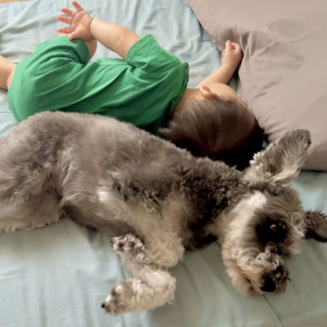愛犬が安心して甘えるイメージ