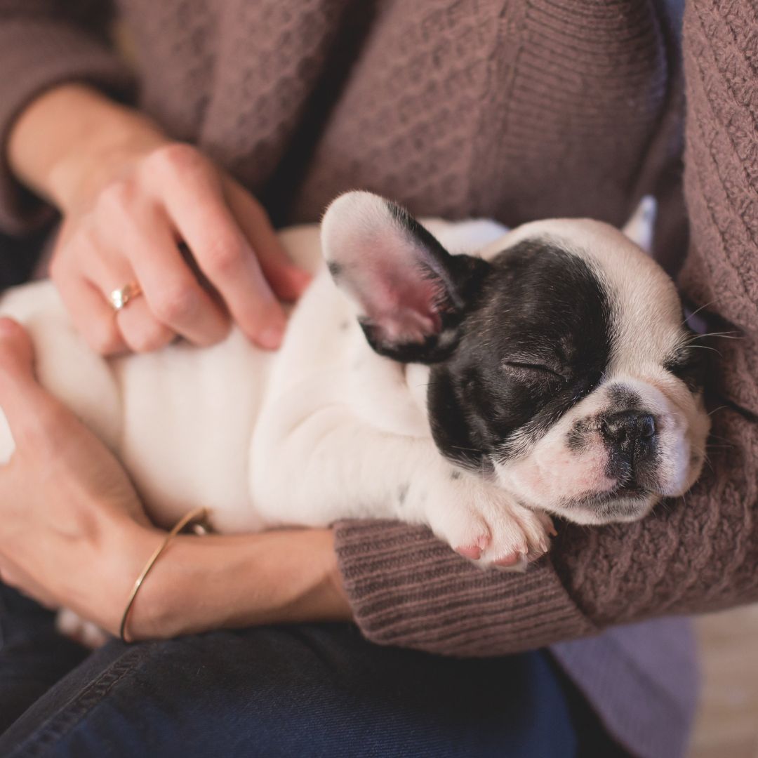愛犬の食事や体質を見直すイメージ