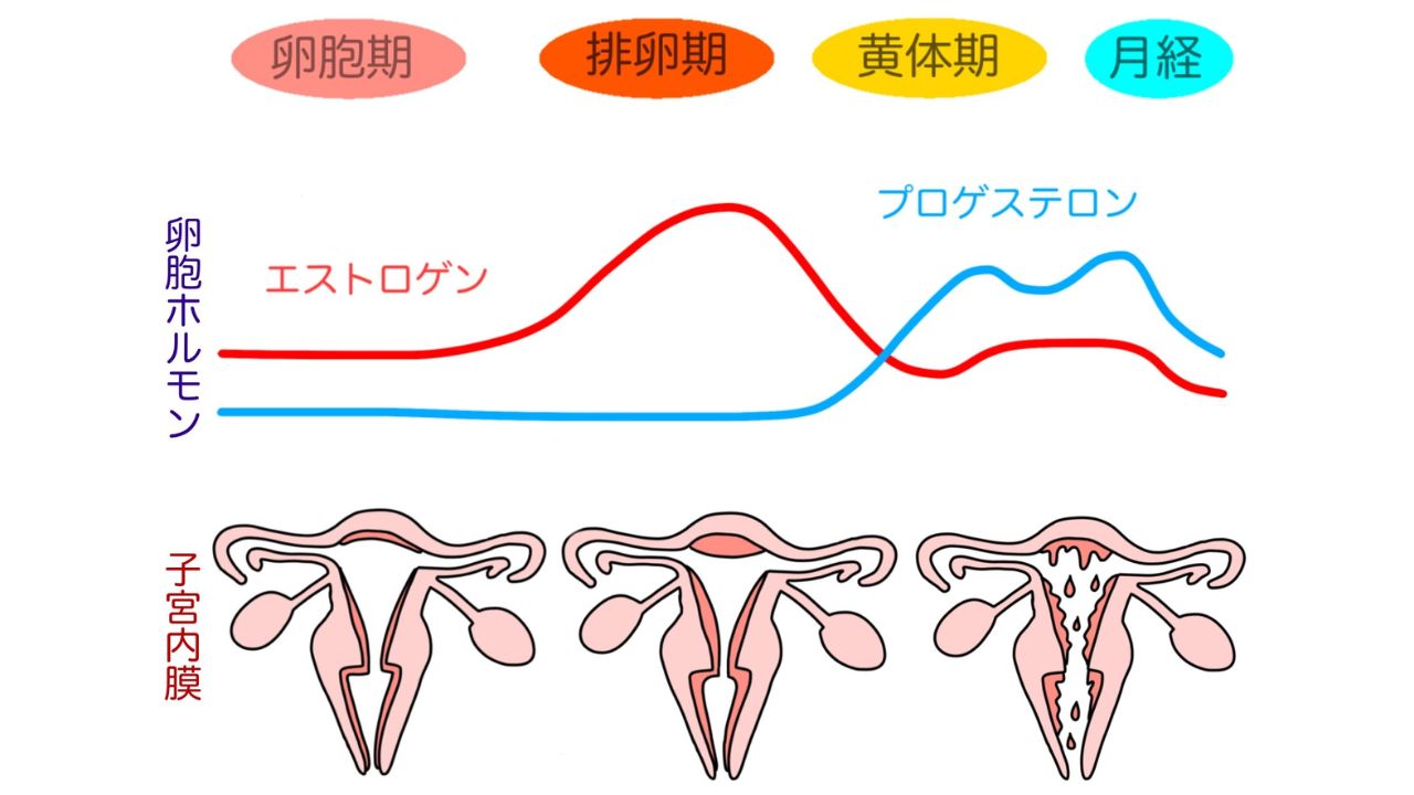 女性ホルモンとPMS・生理痛をイメージした画像