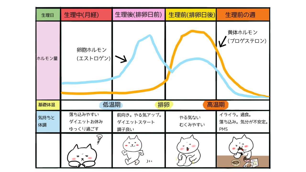 妊活と女性ホルモンを中医学と腸活の視点で整えるイメージ