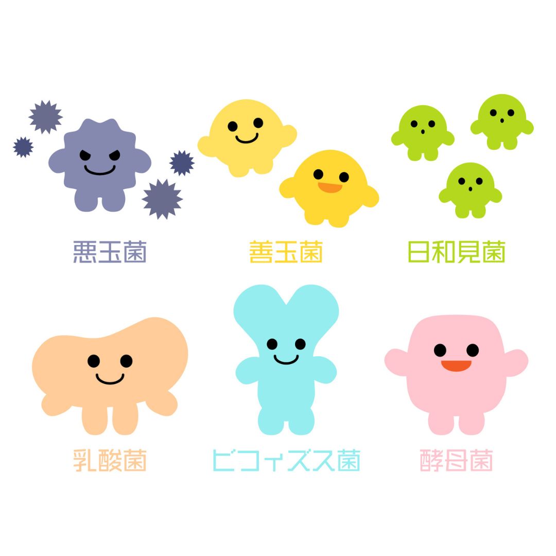 腸内細菌イメージ｜乳酸菌・ビフィズス菌・酪酸菌