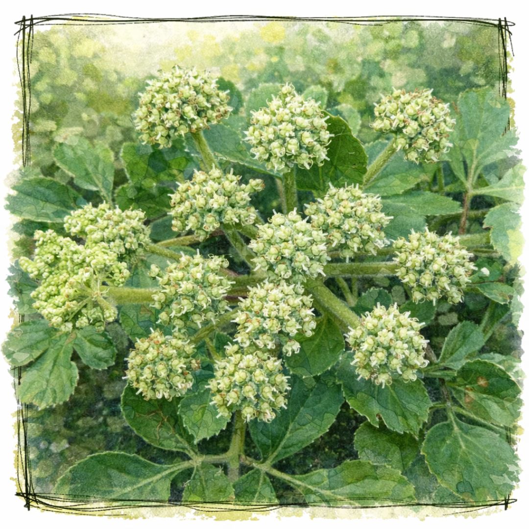 北沙参(ほくしゃじん)のイメージ画像