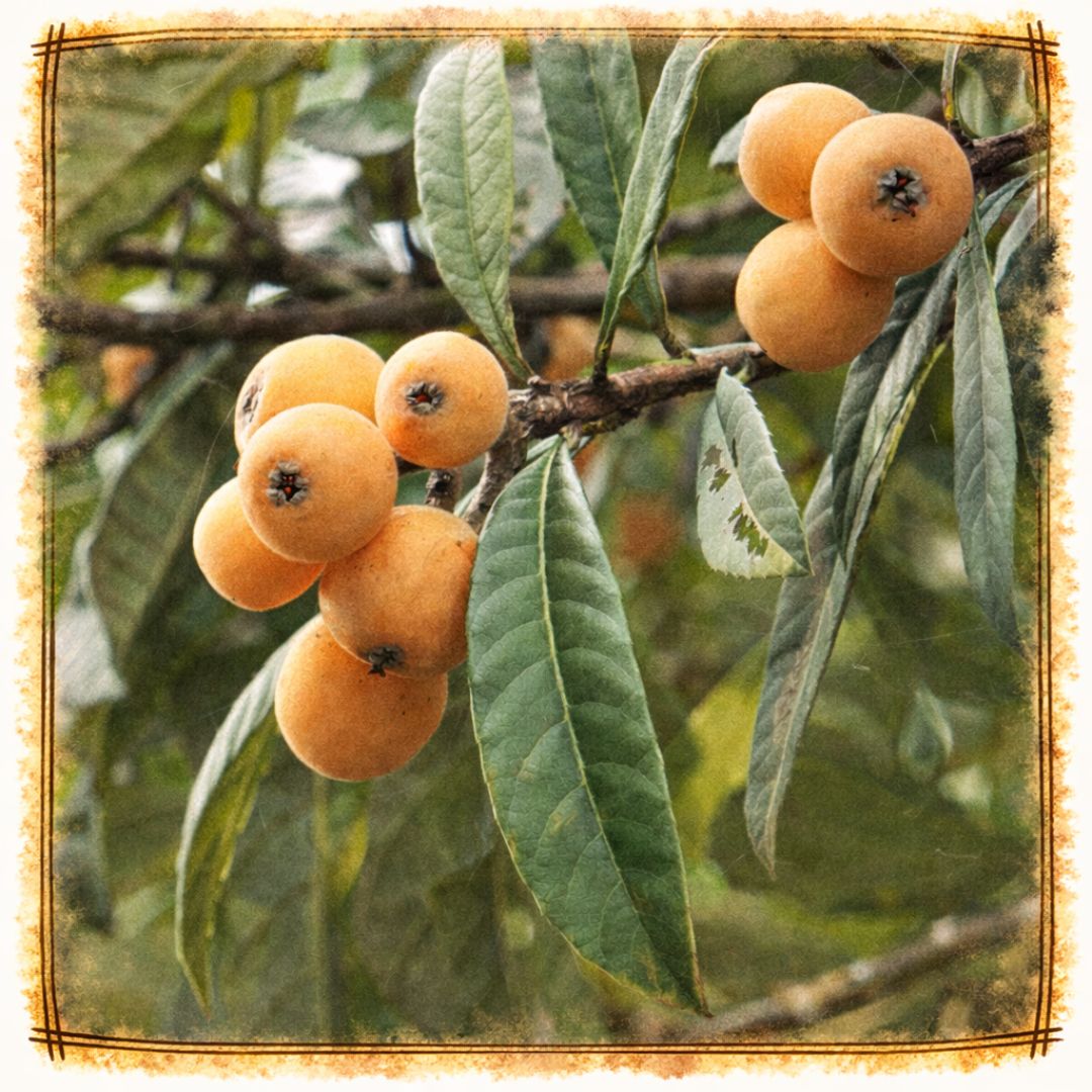 枇杷葉(びわよう)のイメージ画像