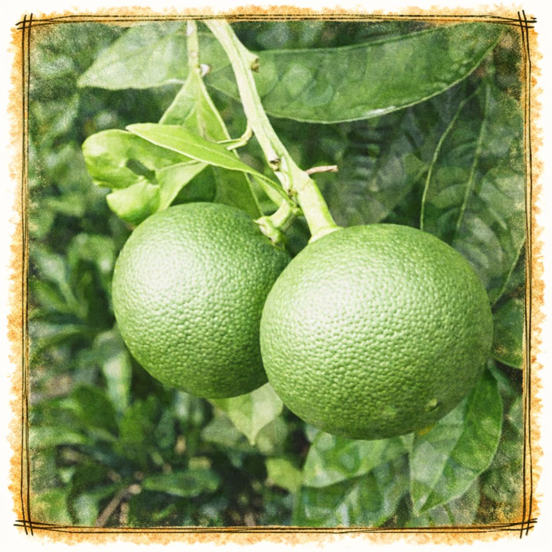 青皮の商品イメージ