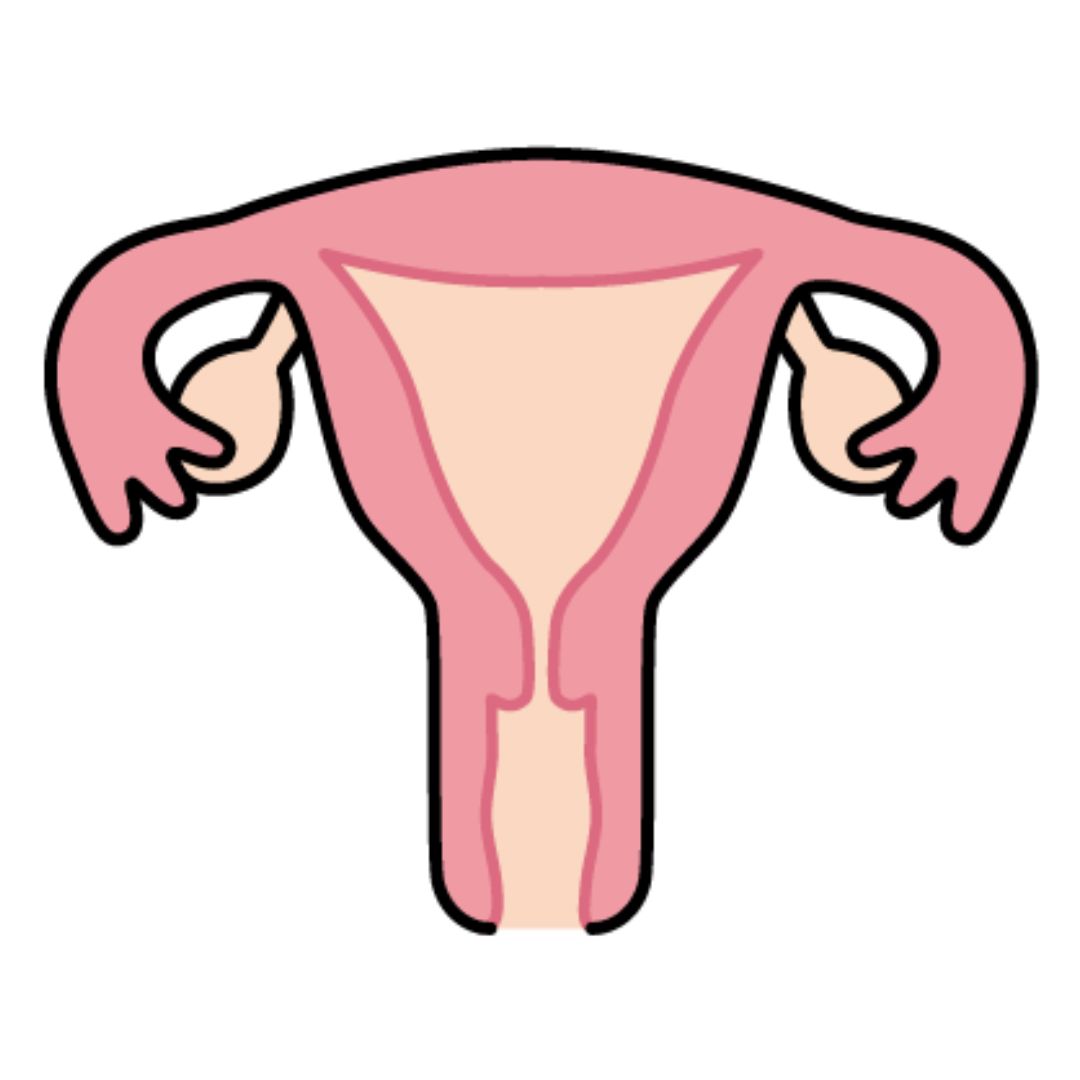 子宮と妊活のイメージ