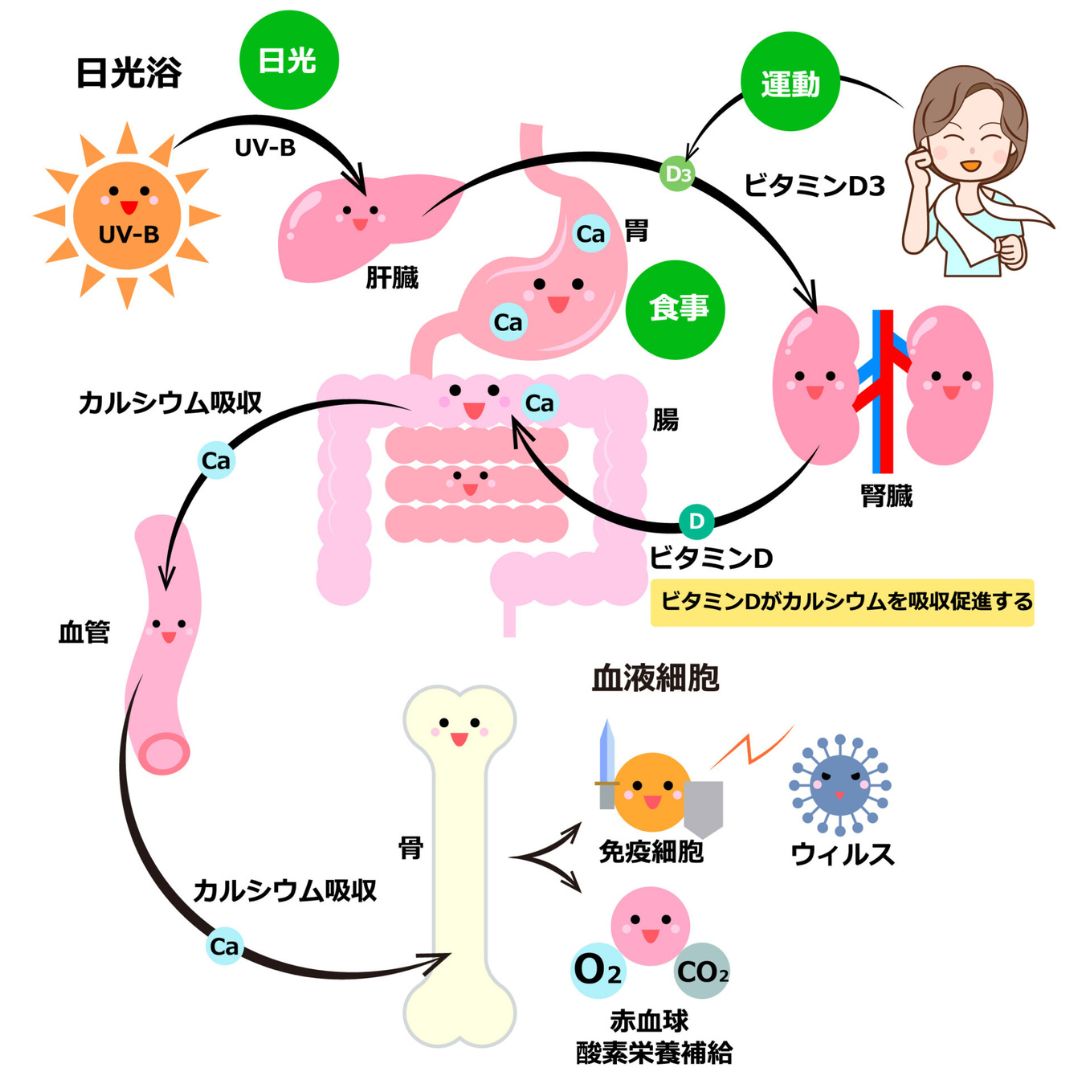 ビタミンDと免疫のイメージ