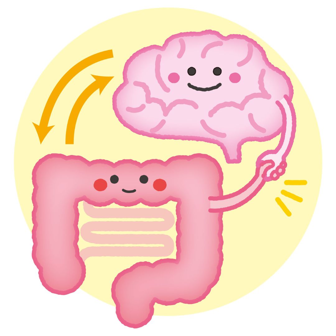 腸活と自律神経を整えて性交痛や緊張を支えるイメージ(ほどよい堂)