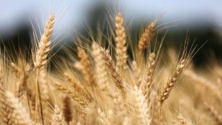 小麦を食べると不調が出る方へ｜グルテンフリーと腸活の考え方