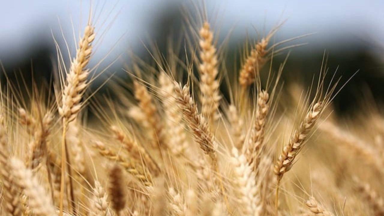 小麦グルテンのイメージ