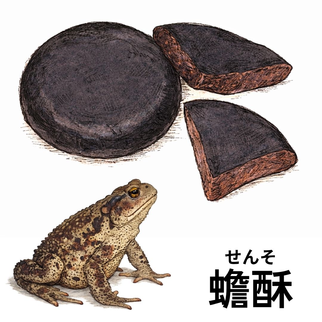 蟾酥（センソ）に関する解説イメージ