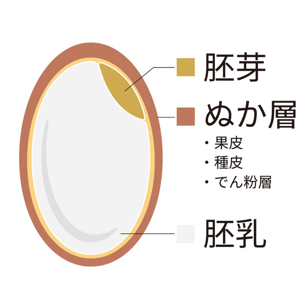 玄米と腸活の関係を説明するイメージ画像
