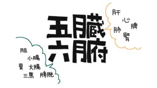 六腑と奇恒の腑とは?中医学で読み解く体質・不調の原因|漢方相談で自分に合う養生を知る