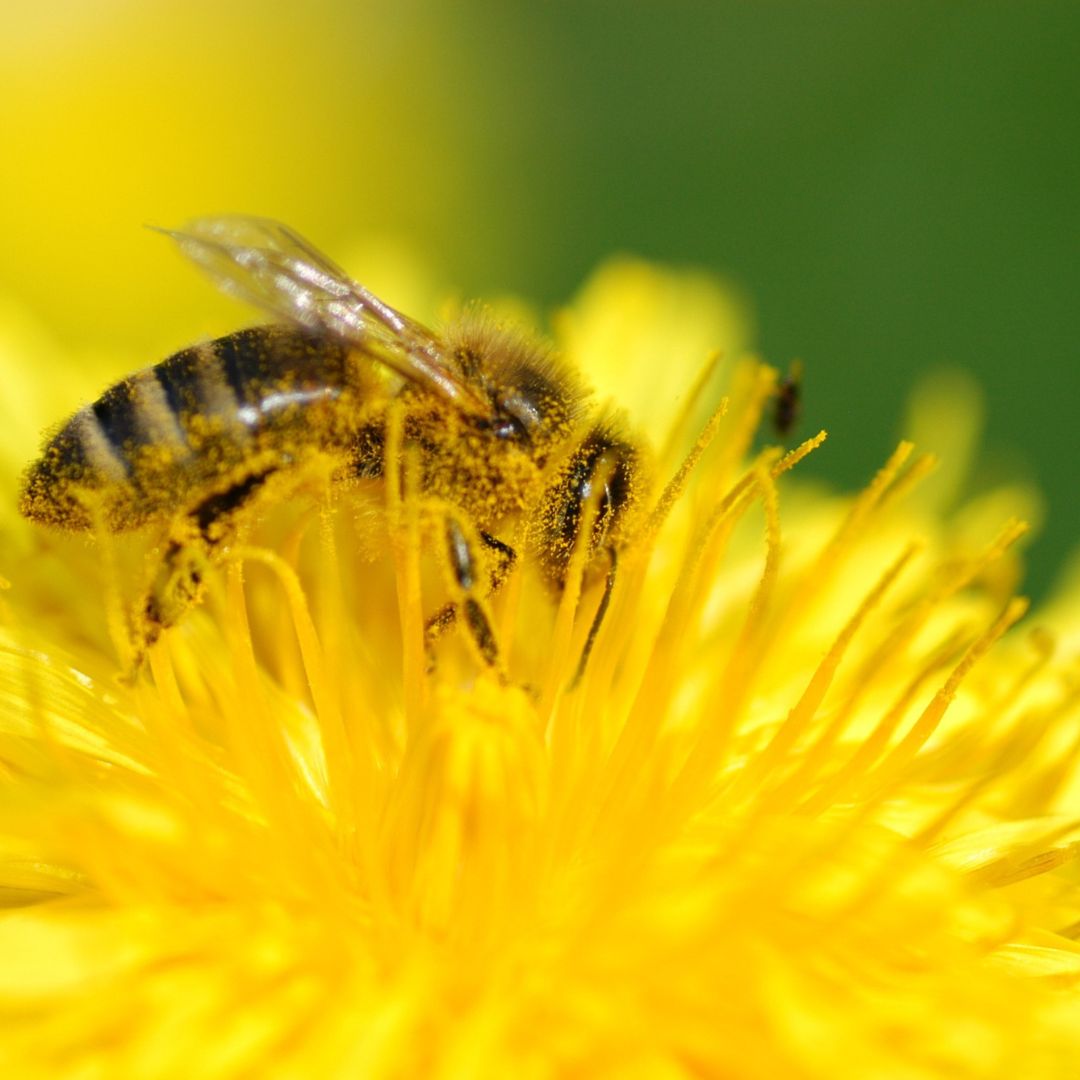 プロポリスと植物由来成分のイメージ