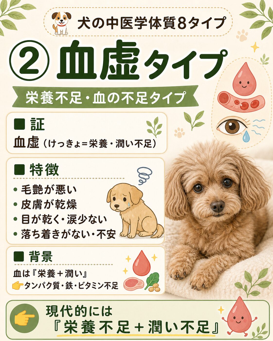 犬の血虚タイプ
