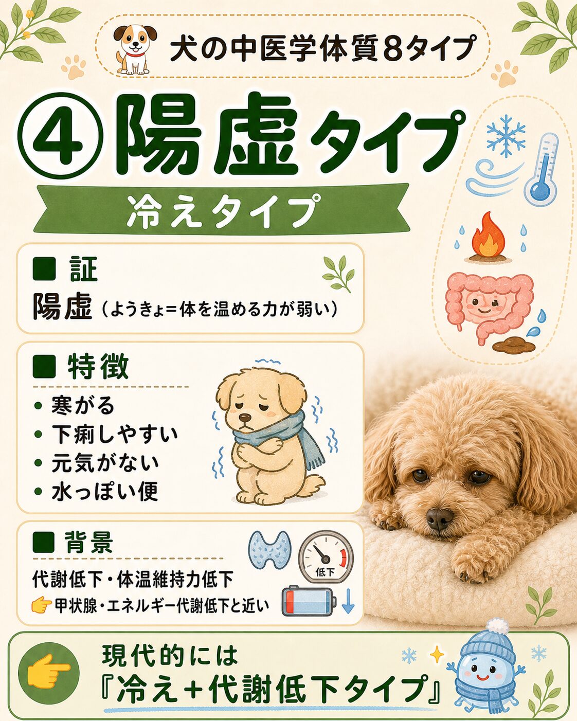 犬の陽虚タイプ