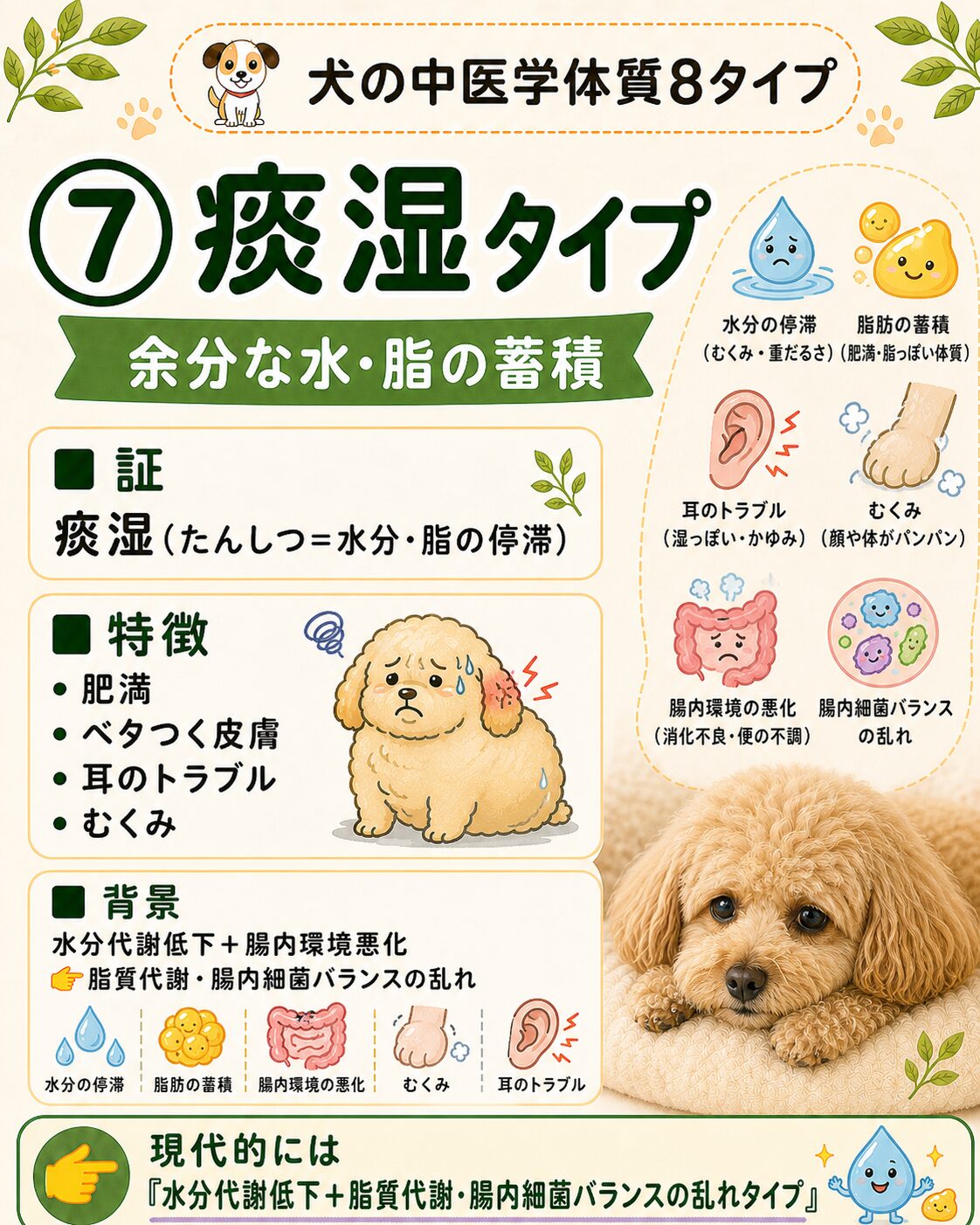 犬の痰湿タイプ