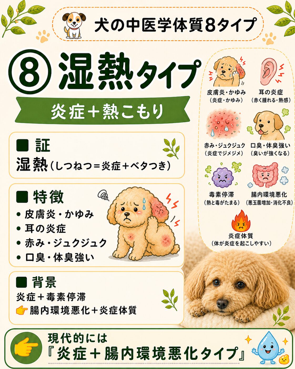 犬の湿熱タイプ