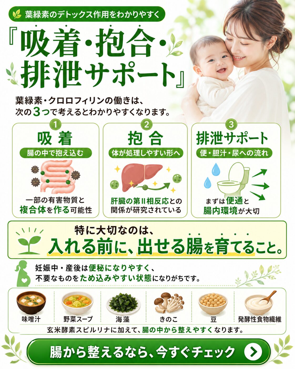 葉緑素のデトックス作用 吸着 抱合 排泄サポート