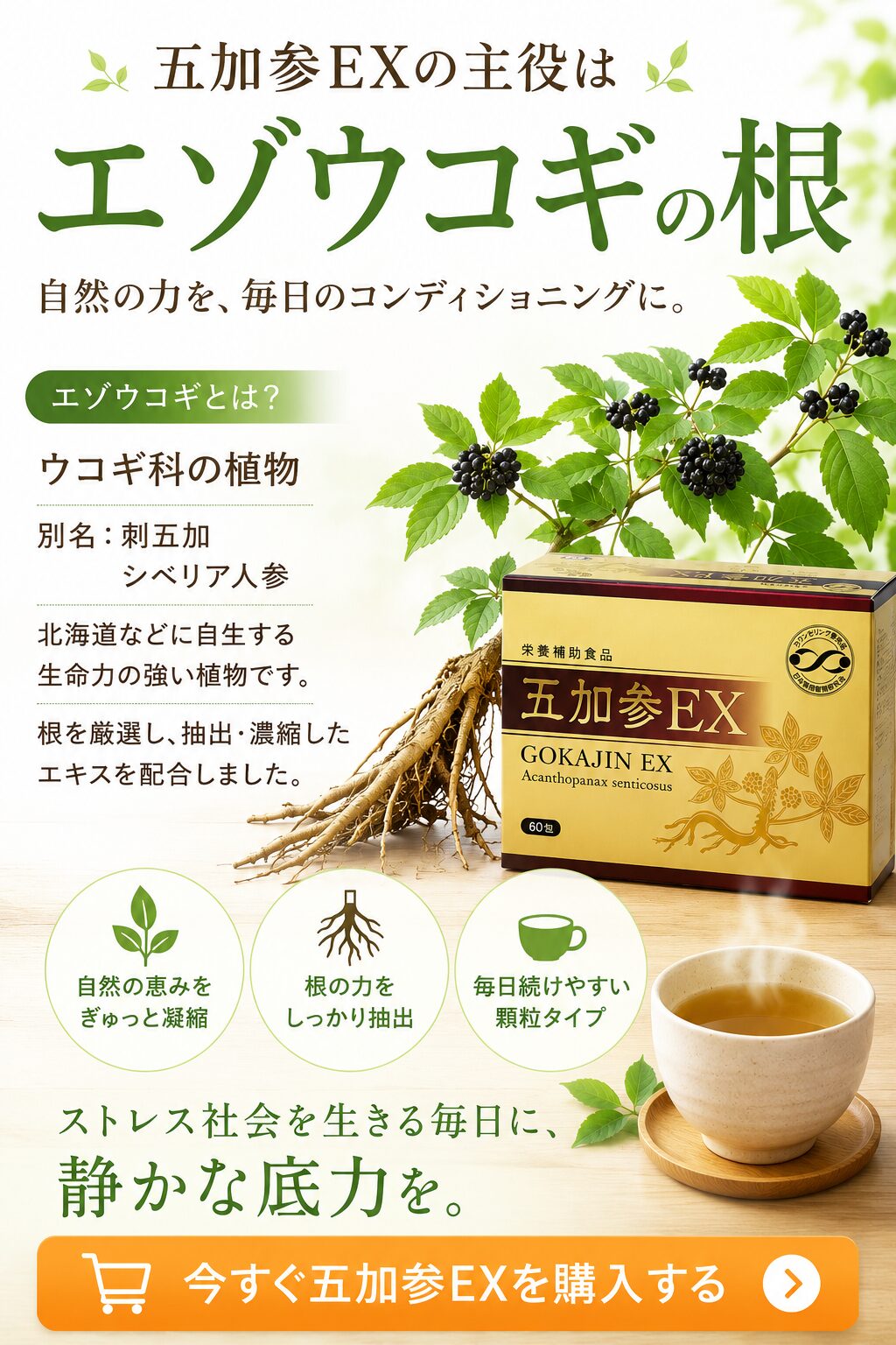 五加参EXの主役はエゾウコギの根 ウコギ科の植物 刺五加 シベリア人参