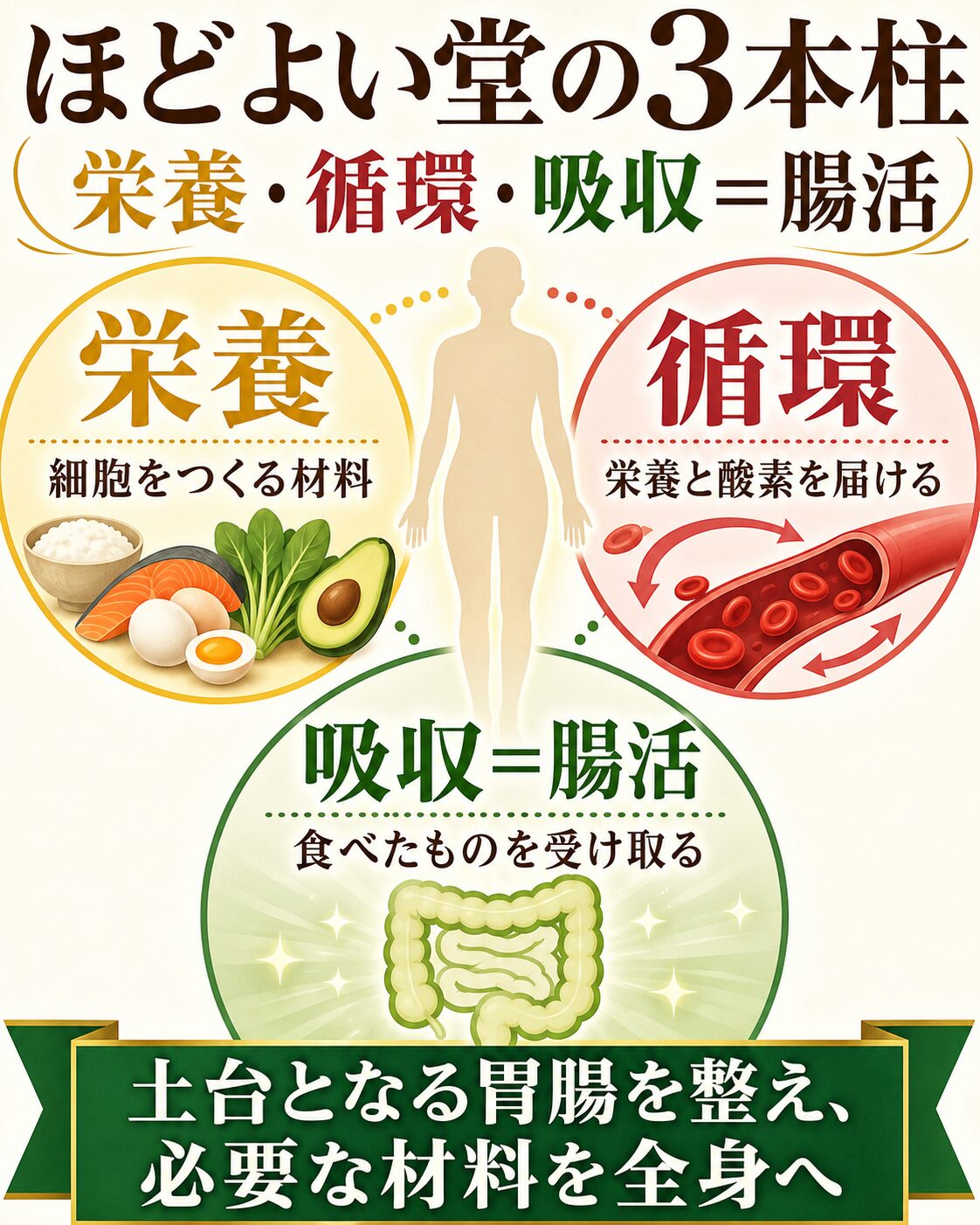 ほどよい堂が考える栄養・循環・吸収イコール腸活の3本柱